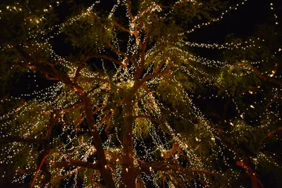 DSC_5810 (Large).JPG